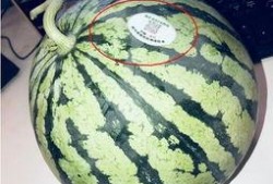 宾阳网红吃瓜,揭秘网络热点背后的故事