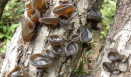 尿酸高可吃瓜生米,瓜生米助力健康生活