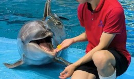 吃瓜海龟汤,揭秘海洋生物的趣味生活