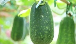 吃瓜五座,探寻娱乐圈背后的故事与真相