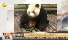 熊猫吃瓜搞笑