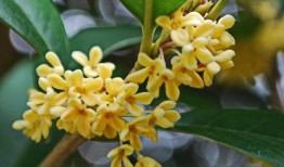 桂花喜欢吃瓜,探寻瓜类美食与桂花佳肴的完美邂逅