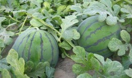 沈阳农大最新吃瓜,揭秘校园风云事件背后的真相