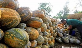 微山县吃瓜记录,探寻微山县的甜蜜记忆