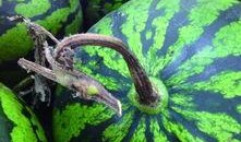 吃瓜凤凰,娱乐圈幕后风云大揭秘