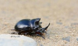 甲虫吃梨瓜吗,自然界的奇妙互动
