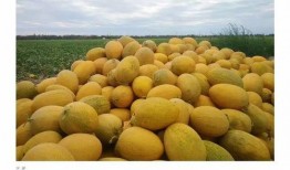 来哈密吃瓜上火,揭秘新疆美食与健康平衡之道