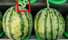 瓜不甜就不用吃瓜,探寻生活真谛的智慧箴言