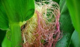 尿酸高可吃瓜生米,瓜生米助力健康生活