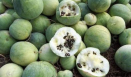 赣榆 吃瓜 由来,民间趣谈与地方风情的交融