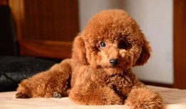 泰迪吃蜜瓜,泰迪狗狗的甜蜜蜜瓜冒险记