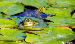 梦见青蛙吃小瓜,青蛙与瓜果的奇幻对决
