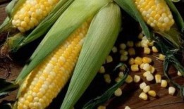 吃瓜的苞米女王,吃瓜界的风云人物