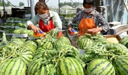 法律中吃的瓜,揭秘网络舆论中的法律边界