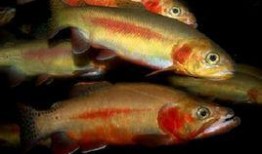 阿瓜吃巴掌鱼,味蕾冒险之旅