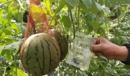 没熟的瓜别吃,安全饮食的智慧提醒