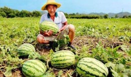 民警蹲路边吃瓜,日常生活中的温馨一幕