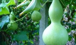 秋季吃蒲瓜好吗,蒲瓜——清甜润肺的秋季佳品