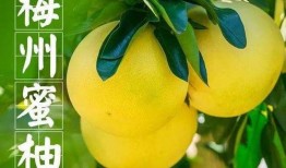 柚 吃瓜,探寻夏日消暑美食的奥秘