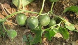 沂水话吃瓜,一场独特的乡村文化盛宴