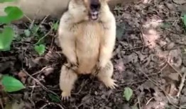 吃瓜群猫舍,揭秘吃瓜群猫舍的欢乐生活