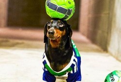 腊肠犬吃瓜,瓜果飘香中的欢乐时光