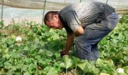 吃坟地的瓜好吗,揭秘吃坟地瓜的神秘传说与民间禁忌