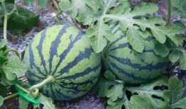 怎么拍吃瓜,揭秘吃瓜拍照技巧