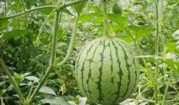 合肥房产圈吃瓜,吃瓜群众揭秘幕后故事