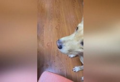 狗狗吃蓝瓜吐了