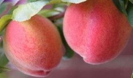 qq桃桃吃瓜,揭秘网络红人的幕后故事