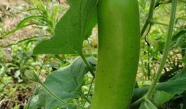 有瓜开吃小说,揭开小说有瓜开吃的神秘面纱