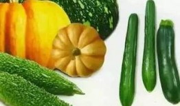 茂华瓜怎么吃,解锁美味新体验