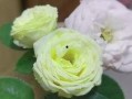 漂亮兔兔吃瓜,漂亮兔兔的瓜果盛宴