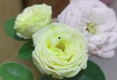 漂亮兔兔吃瓜,漂亮兔兔的瓜果盛宴