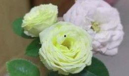 漂亮兔兔吃瓜,漂亮兔兔的瓜果盛宴