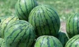 辰居路吃瓜,揭秘网红美食背后的“吃瓜”故事