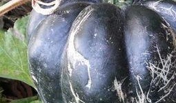 小孩吃方瓜好吗,适合小孩食用