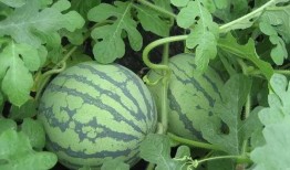 天成吃瓜,揭秘娱乐圈背后的那些事儿