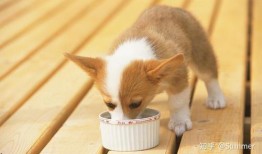 小狗吃蒲瓜,小狗的蒲瓜美食之旅