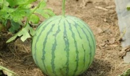 母指瓜怎么吃,解锁美味新体验