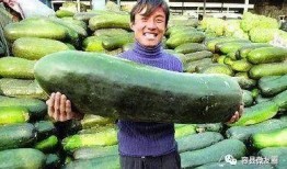 怎么吃恋爱瓜,如何轻松吃出甜蜜滋味