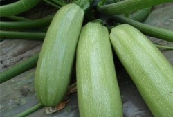 吃树瓜有哪些好处,揭秘吃树瓜的五大益处