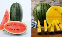 吃瓜带提取码,带你领略神秘内容的魅力