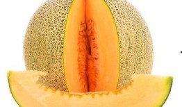 苍蝇吃哈密瓜吗