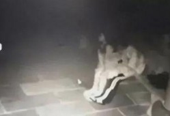 亭子吃瓜视频,揭秘网络热梗背后的趣味与思考