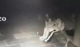 亭子吃瓜视频,揭秘网络热梗背后的趣味与思考