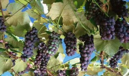 吃瓜不吐葡萄皮福建,吃瓜不吐葡萄皮，品味独特民俗风情