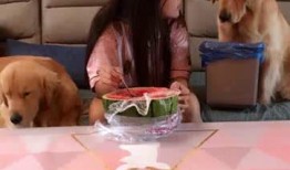 狗狗吃蓝瓜吐了