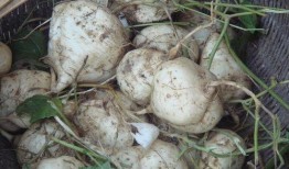 土瓜怎么吃营养,解锁健康美味新选择